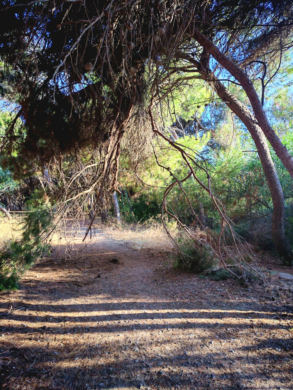 ginepri285230_41096.jpg