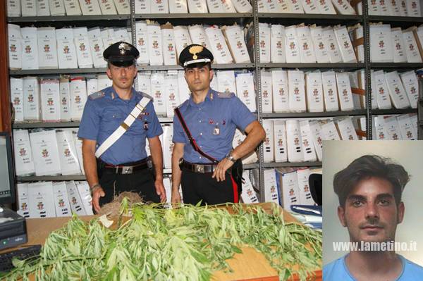 Calabria: Coltivava marijuana, arrestato giovane a Borgia