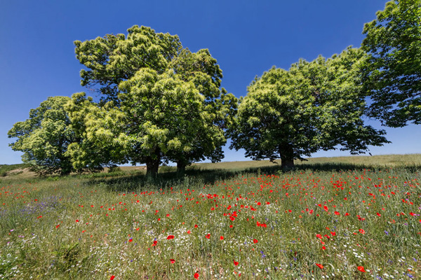 La Riserva della Biosfera “MaB-Sila” in Francia alla Seduta Plenaria di EuroMaB