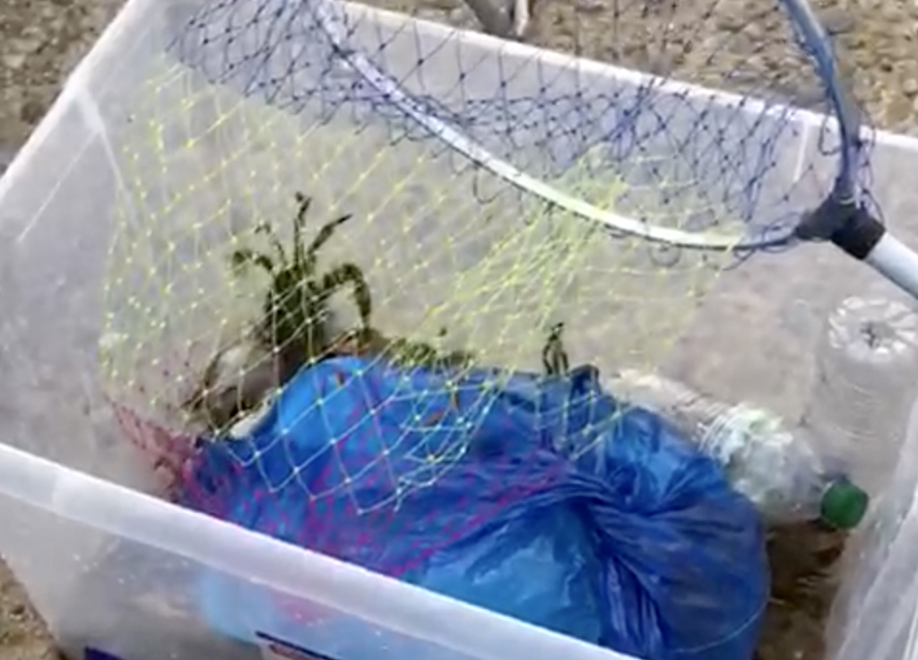 Pesca illegale di granchi nel canale degli Stombi, multe a Cassano allo Ionio