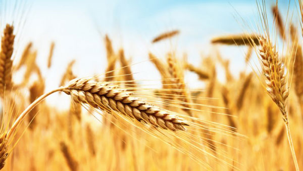 Coldiretti: speculazione su prezzo del grano in Calabria
