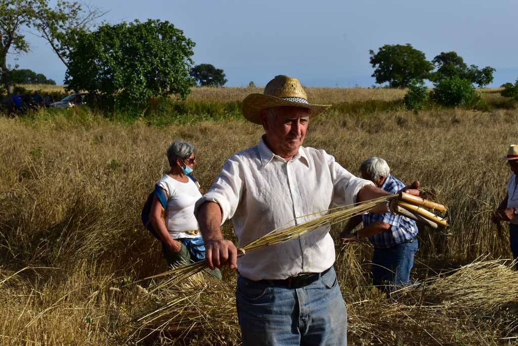 Festival delle Erranze e della Filoxenia, a Falerna “Le vie del grano” il 24 luglio