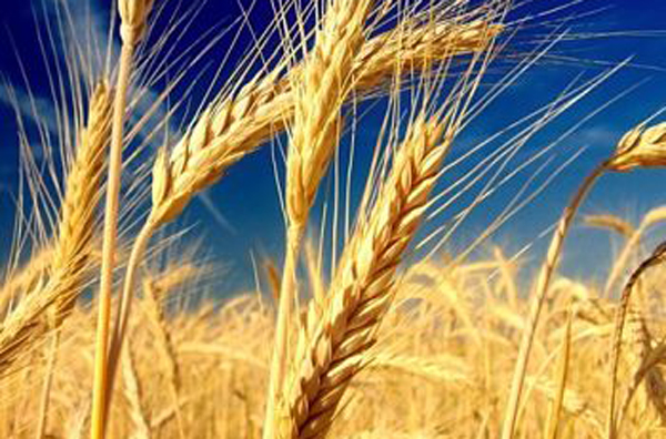 Oggi è il "Pasta day", Coldiretti: in Calabria semine di grano aumentano di circa il 25%