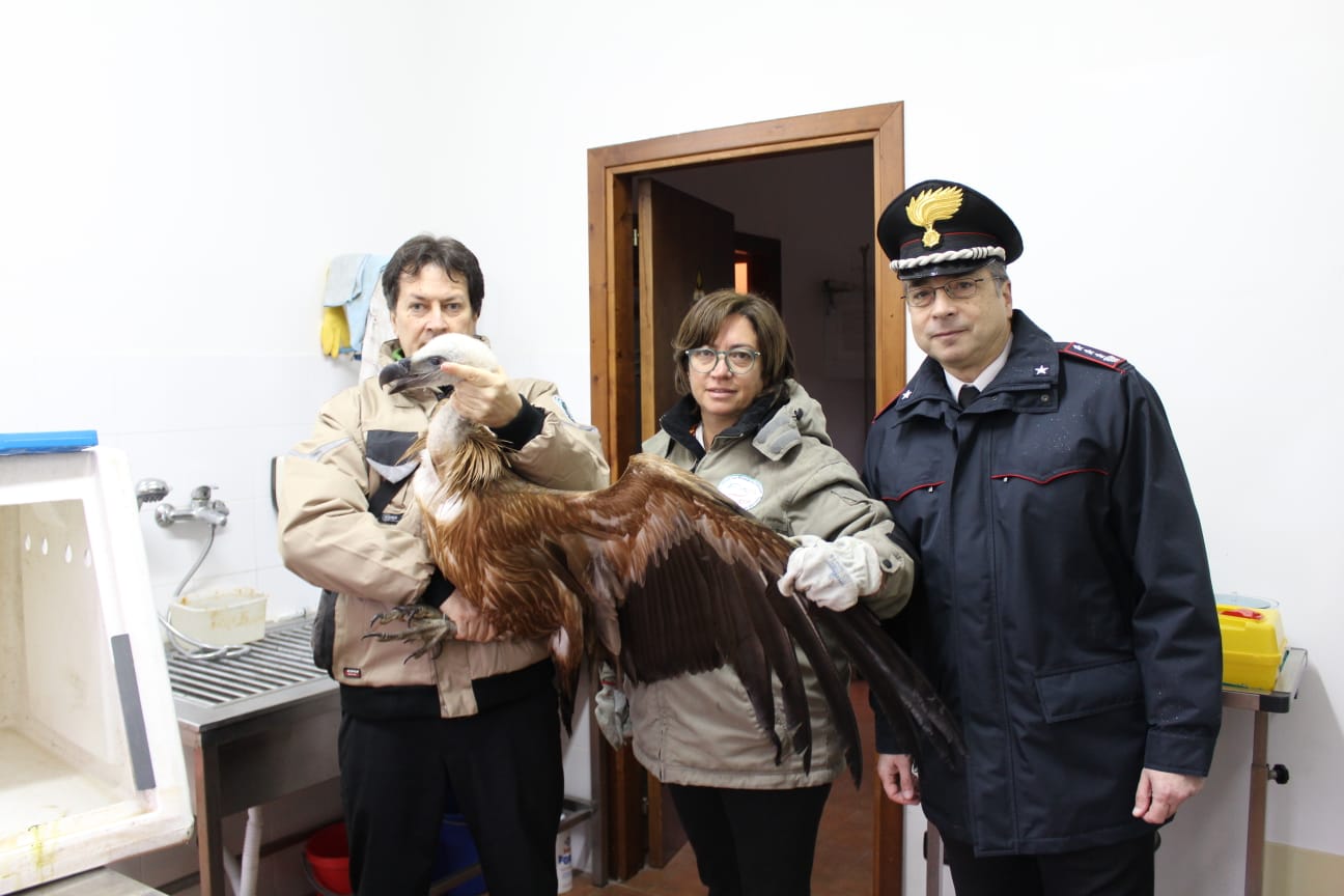 Grifone della Croazia tornerà libero dopo cure Cras di Catanzaro