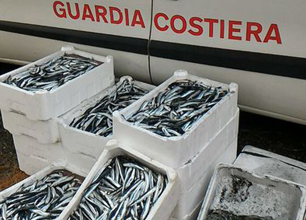Sequestrati 140 kg tra alici e seppie privi di tracciabilità nel reggino