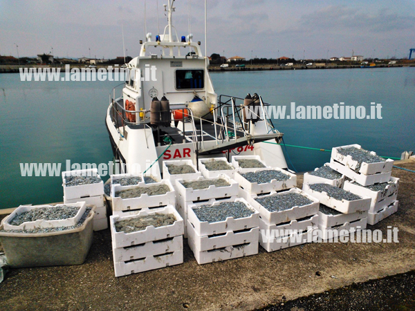 Calabria: Guardia costiera di Corigliano sequestra oltre 100 kg di novellame