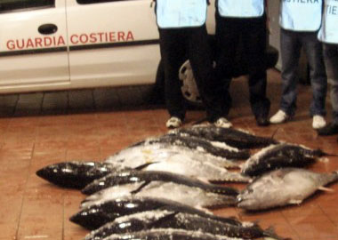 Calabria, Pesca: Sequestrati 990 kg di tonno rosso