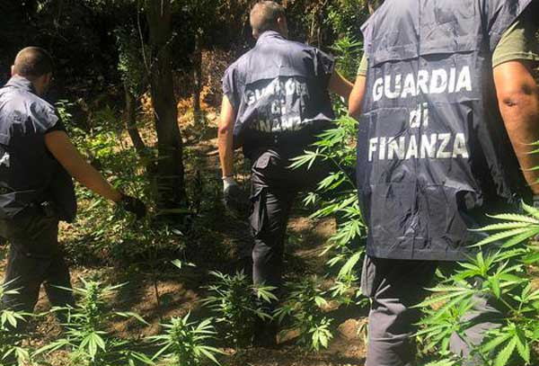 Trovata piantagione di cannabis indica a San Luca
