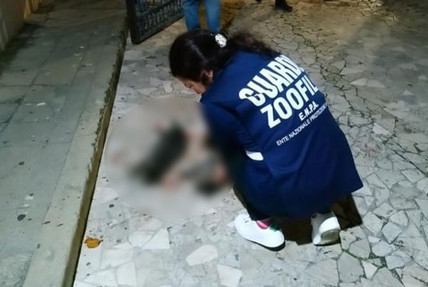 Due gatti trovati col cranio fracassato in centro a Cosenza 
