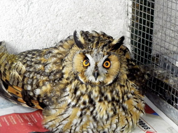 Gufo ferito da colpi fucile nel cosentino, soccorso 