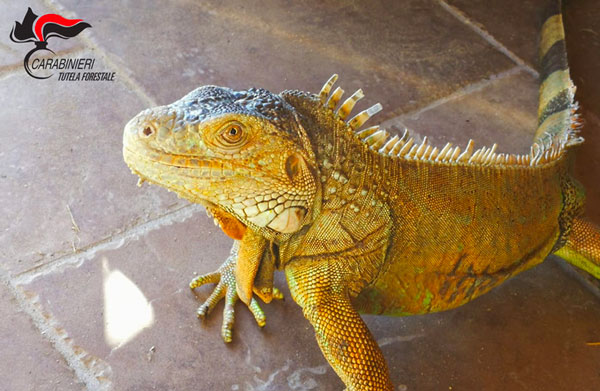 Iguana in casa senza autorizzazioni, una denuncia nel cosentino
