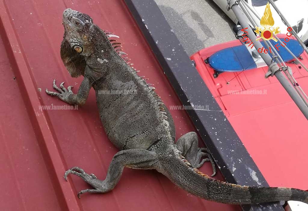 Lamezia, iguana recuperata dai vigili del fuoco su tetto in via Pirandello 