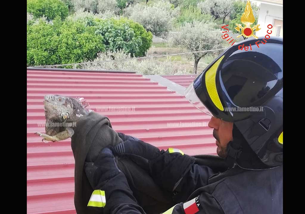 iguana-salvata.jpg