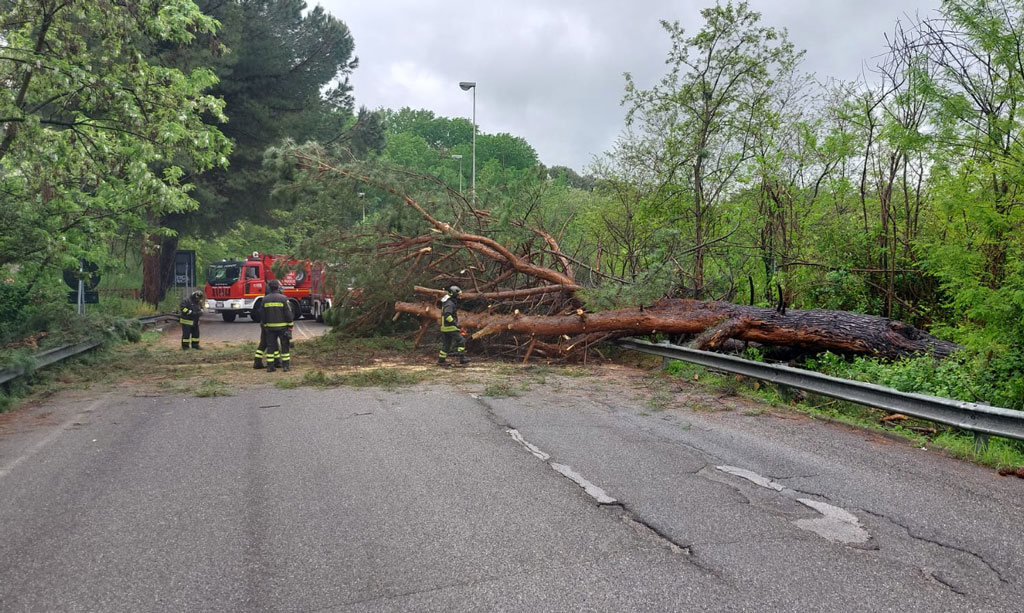 il-grosso-albero-caduto-su-via-Cavalcanti_ce0df.jpg