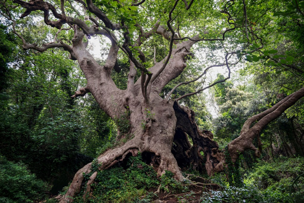 Immersione archeologica naturalistica dalle Terme Romane di Curinga all