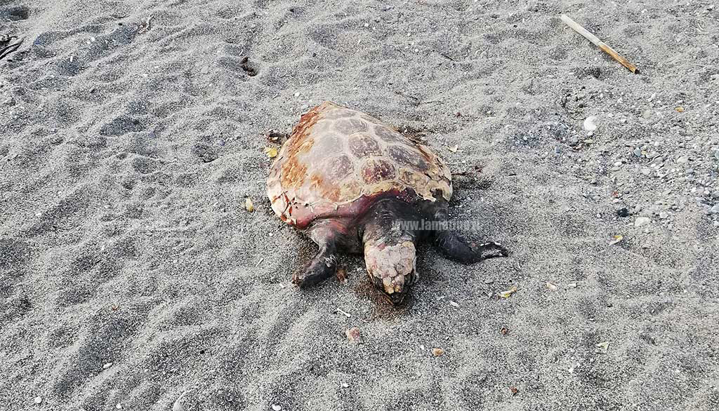 Lamezia, trovata carcassa tartaruga in località “Cafarone”