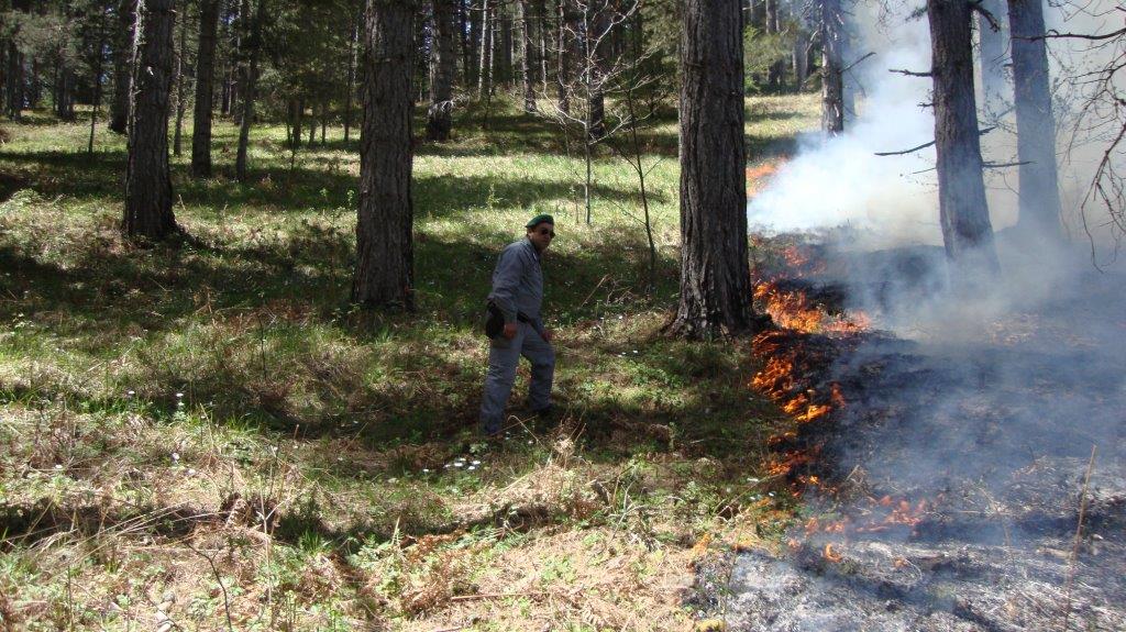 Incendio boschivo nel catanzarese, una denuncia
