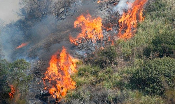 Appiccarono incendio che distrusse 30 ettari di verde, 3 denunce nel Cosentino