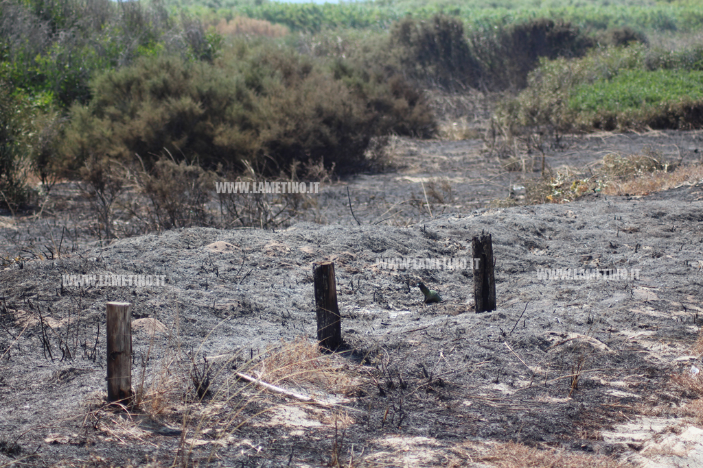 incendio-Ginepri-3-agosto1.jpg