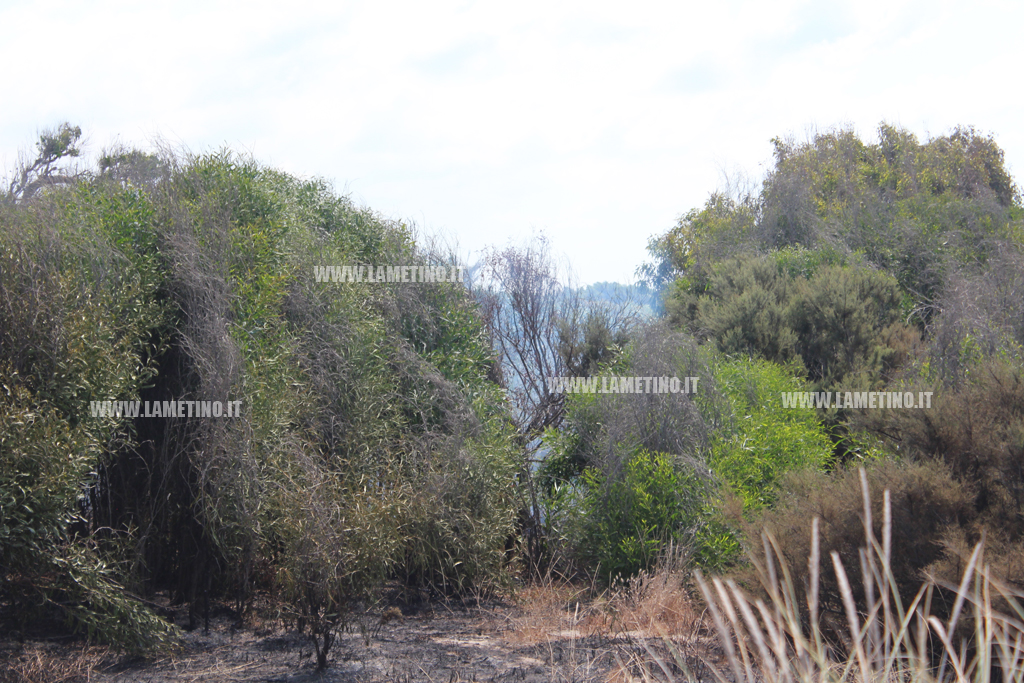 incendio-Ginepri-3-agosto10.jpg