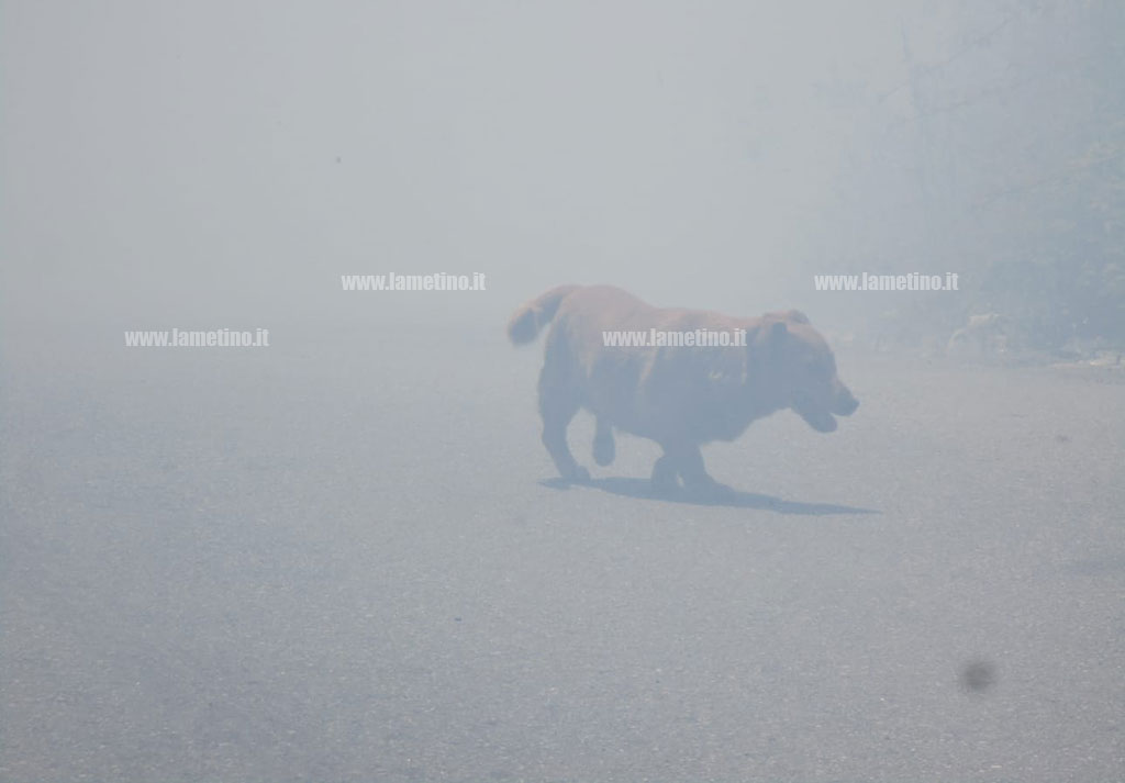 incendio-cane31.141_48e06.jpg