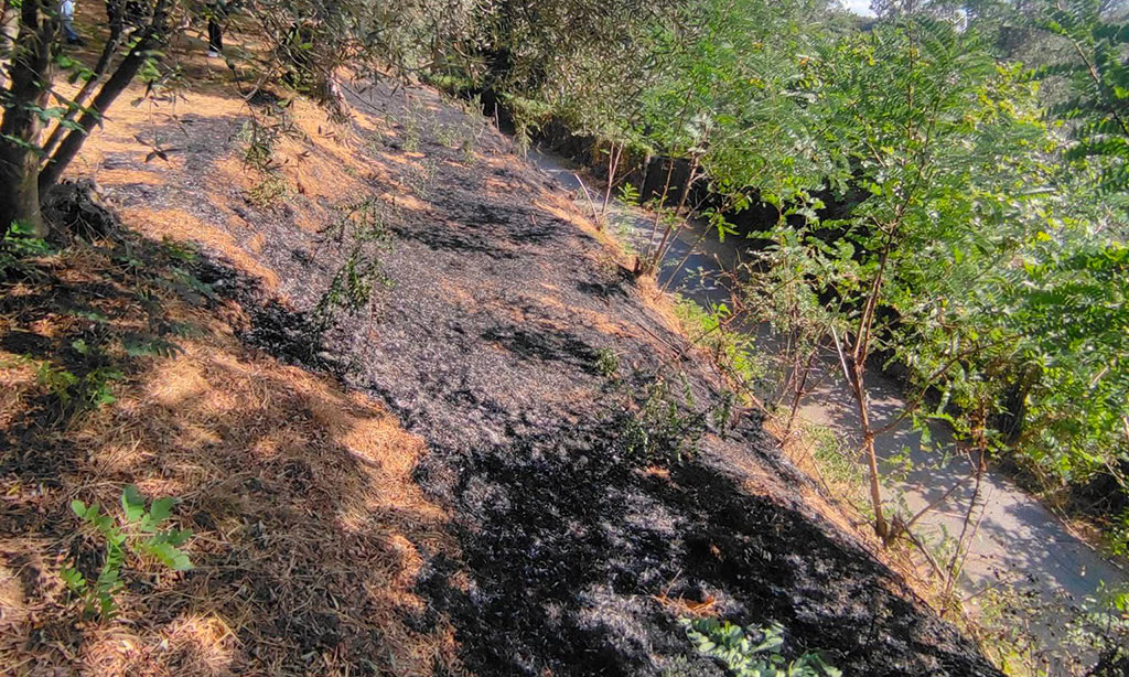 incendio-cinquefrondi_92e81.jpg