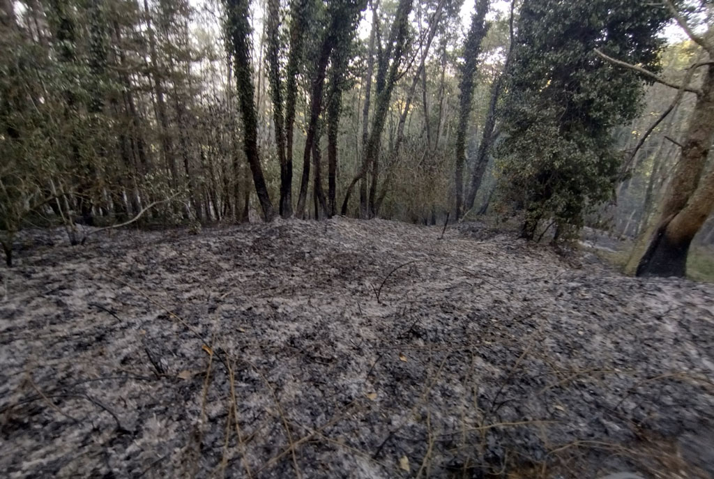 Incendio vicino area picnic Parco Bombarda di Martirano Lombardo