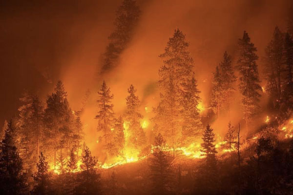 Incendi, Consiglio dei Ministri: dichiarato stato emergenza per la Calabria - REAZIONI