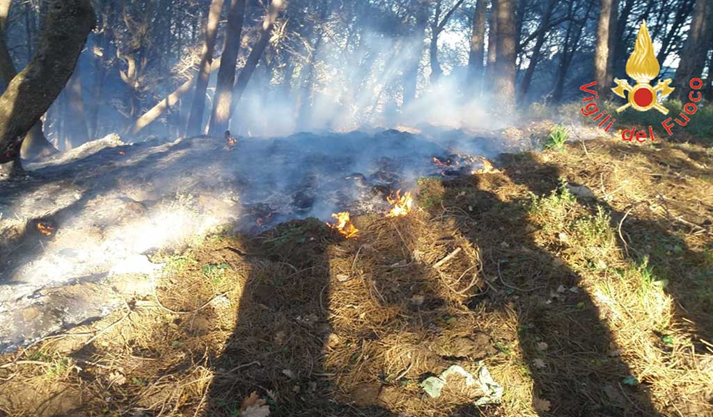 Incendio lambisce allevamento bachi da seta nel catanzarese, avviate indagini 