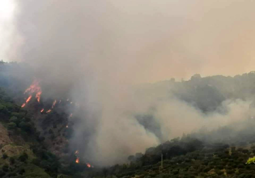 Devastata da incendio pineta di Siano a Catanzaro