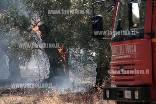 Lamezia: A fuoco uliveto vicino stadio D'Ippolito