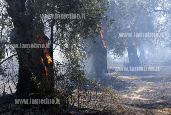 incendio-ulivet-via-neton-agosto-2012