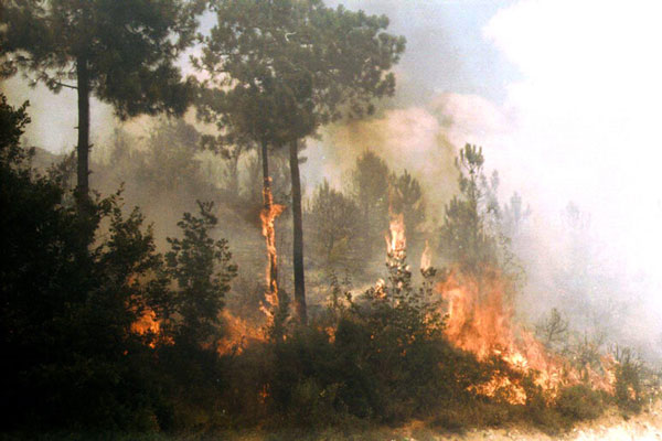 Numerosi incendi di bosco e sterpaglie nel Reggino, riunione in Prefettura per coordinare interventi