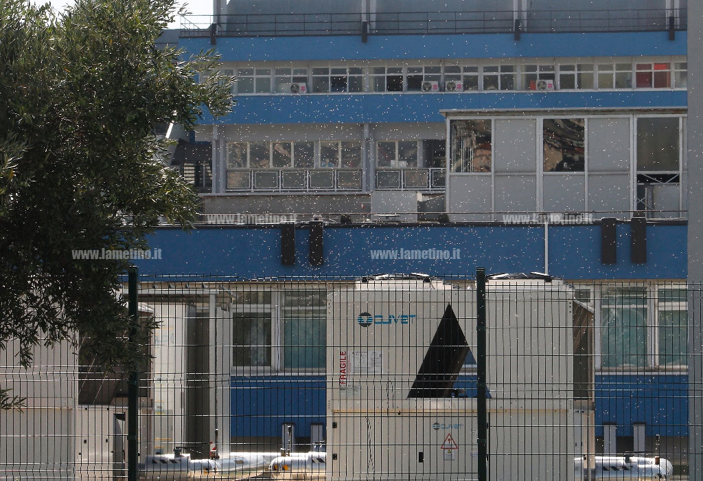 insetti-sciame-foto-14-ottobre.jpg