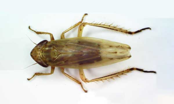 Scoperta una nuova specie di insetto nel parco d’Aspromonte