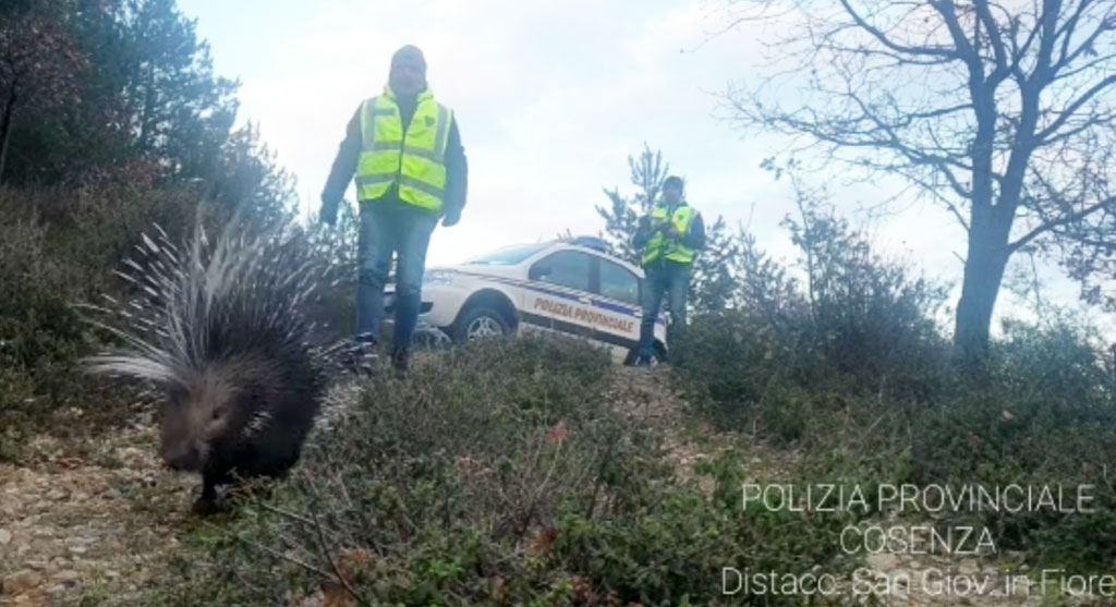 La Polizia Provinciale recupera un Istrice stremato dalla neve in Sila