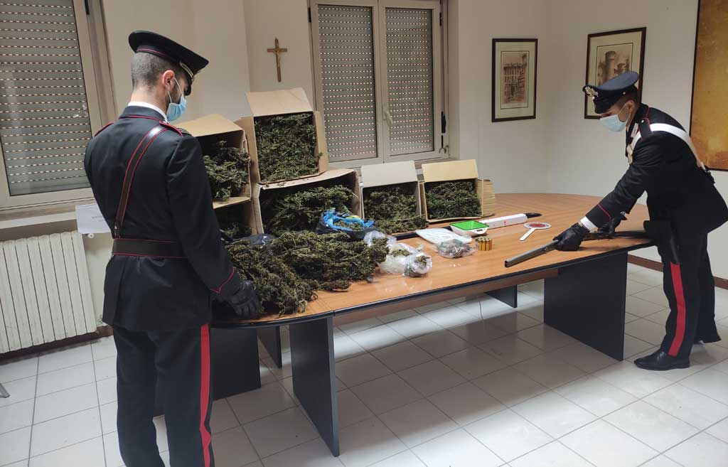 Scoperto a Jacurso deposito per essiccazione marijuana, obbligo di presentazione alla Pg per due fratelli