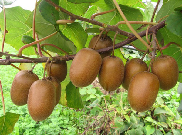 Confagricoltura: malattia invisibile decima kiwi in Italia, colpita anche la Calabria