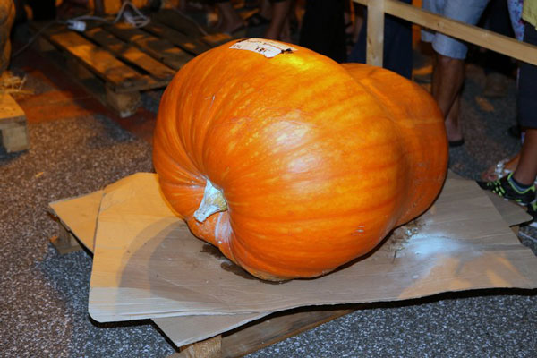 la-zucca-bella.jpg