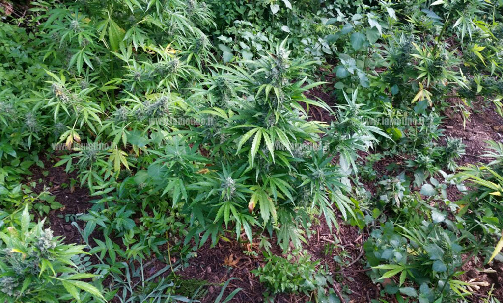 lamezia-marijuana2.jpg