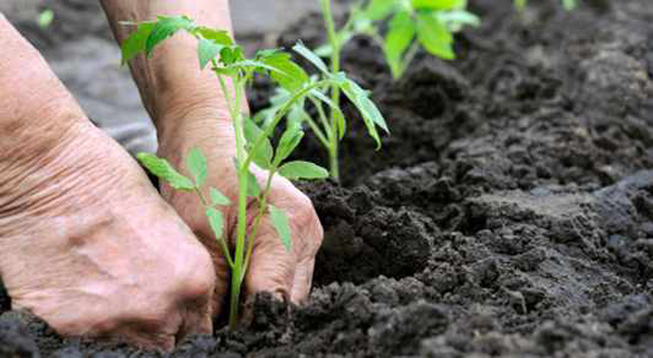 Nicodemo Oliverio: "Pil agricolo è unico che gira in positivo"