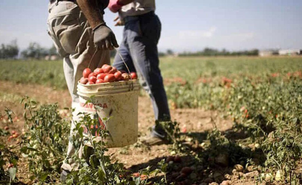 Lavoro sommerso, Calabrese: "È necessaria la promozione di una nuova cultura sociale"