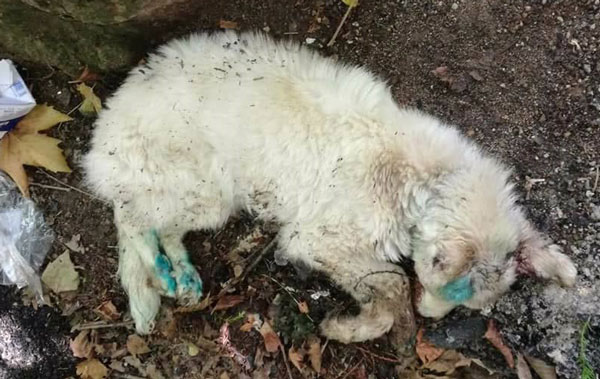 Lega difesa cane: "Cucciola uccisa brutalmente in Calabria" 