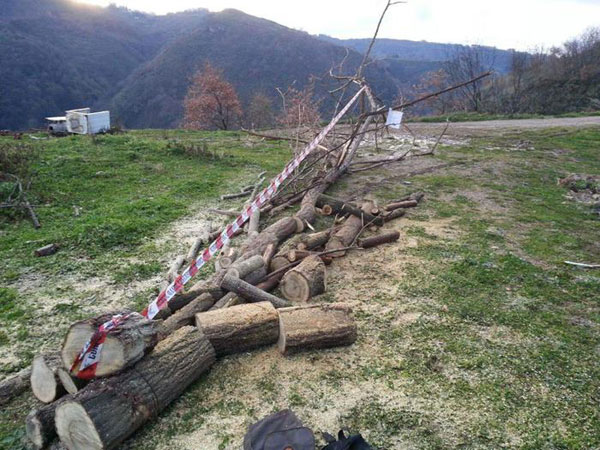 Cfs scopre stalla abusiva e furto di legna a Cosenza, due denunce
