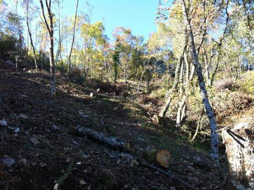 Calabria: Tagliava alberi in una pineta del demanio, denunciato