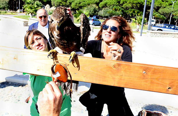 Calabria: Liberato in natura esemplare aquila anatraia 