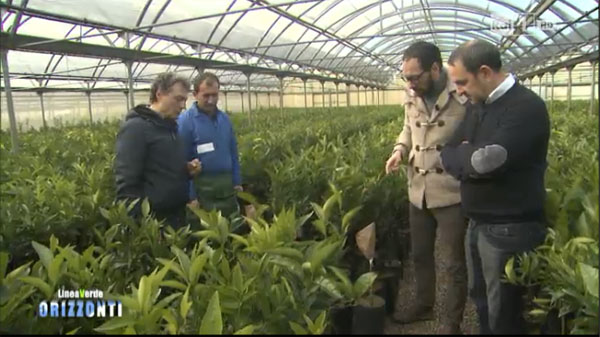 linea_verde_orizzonti_clementine_corigliano.jpg