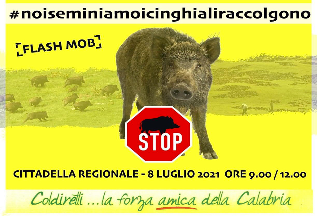 Coldiretti Calabria:  l'8 luglio agricoltori e cittadini in piazza contro l’invasione dei cinghiali