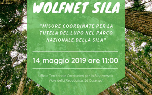 Parco nazionale della Sila e Legambiente insieme per la salvaguardia del lupo con il progetto "Wolfnet"