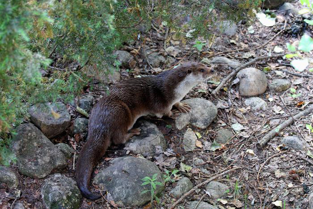 La lontra è tornata nel Pollino, necessari interventi
